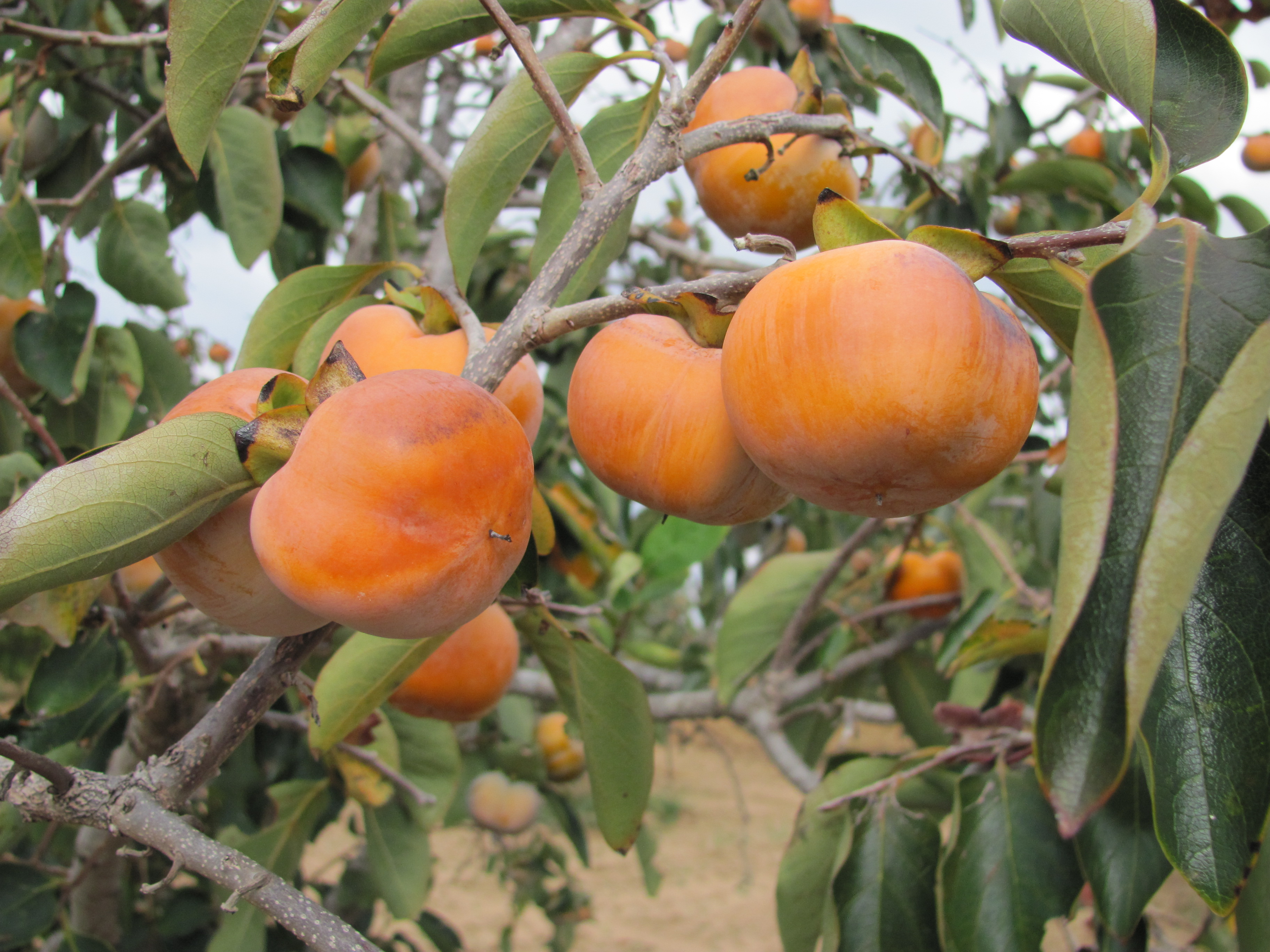 Persimmon